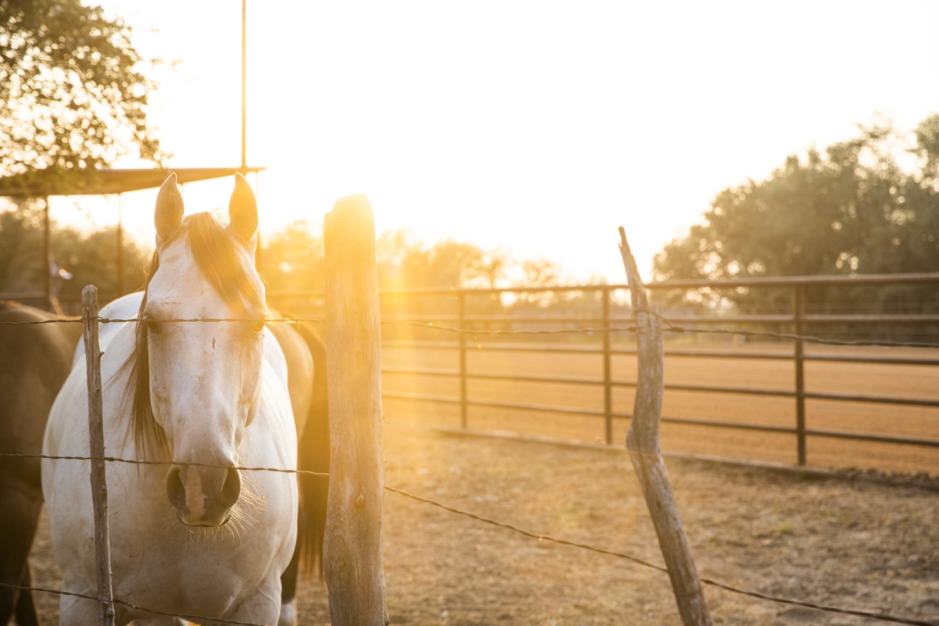 Lippert Bosque Ranch Partnership Horse in Pasture
