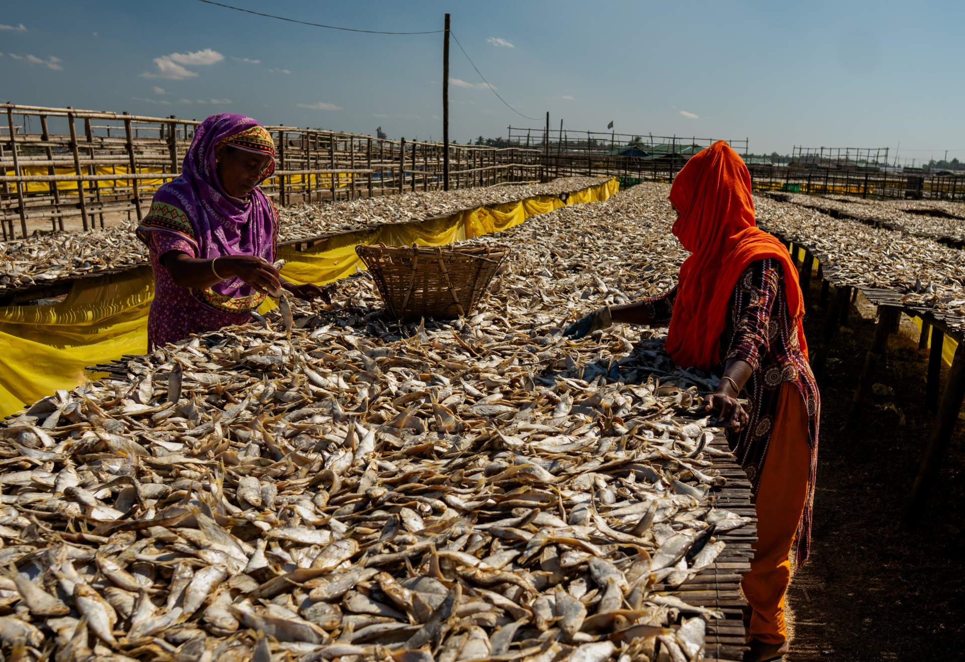 Microplastics Found in All Tested Dried Seafood Samples Across Four Bangladesh Coastal Regions