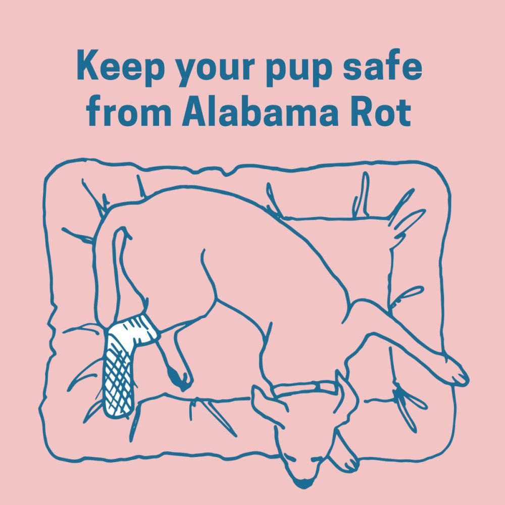 Alabama rot vsnsyo