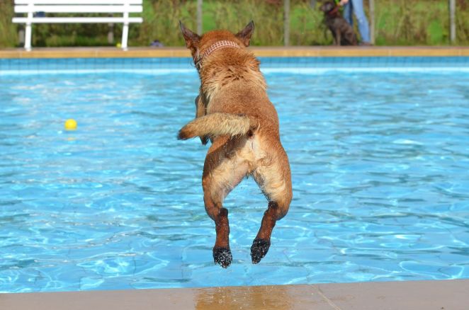 Dogcool lt8hea