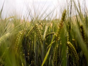 Barley