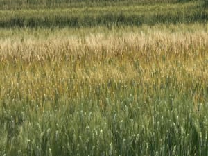 Crops