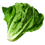 Lettuce