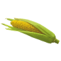 Maize