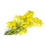 Rapeseed