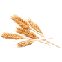 Wheat