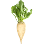 Sugar Beet