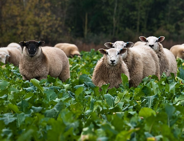 virtual farm tour uk