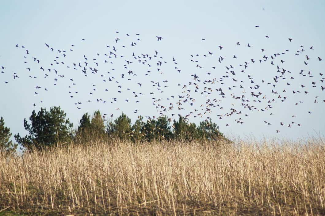 2012.08.08-linnets-on-shaldons-wild-bird-mix-120201-212.jpg#asset:2173