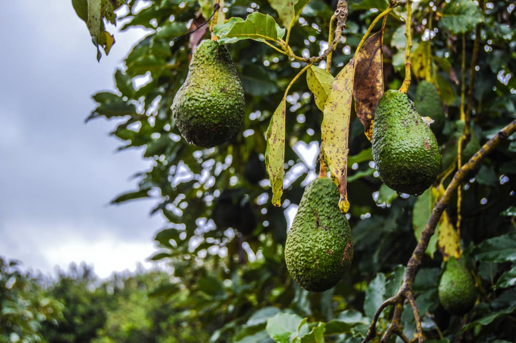 Fresh organic green Hass Avocado on a farm tree in Mpumalanga South Africa