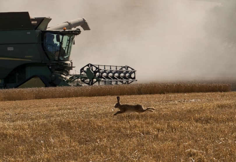 Hare-Combine-Ragley.jpg#asset:2444