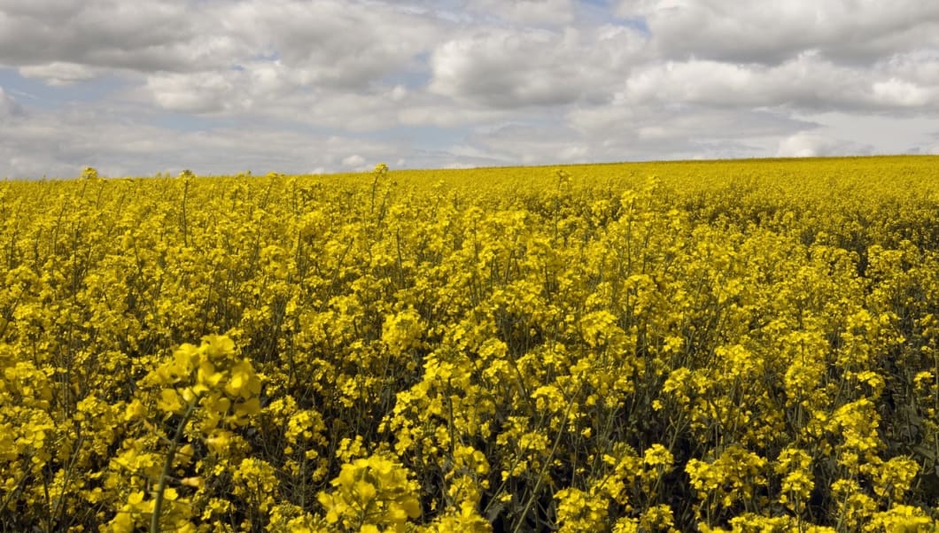 OSR-field-cropped.jpg#asset:1947