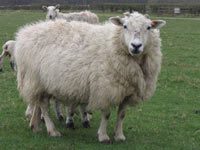 Pic-3-SheepTexelmule_200.jpg#asset:2182