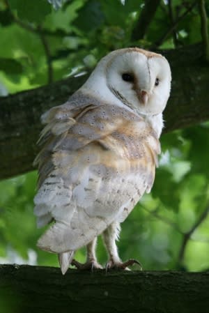 barn-owl-6_170811_085920_1.jpg#asset:1996