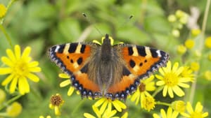 Beneficial Species Question
