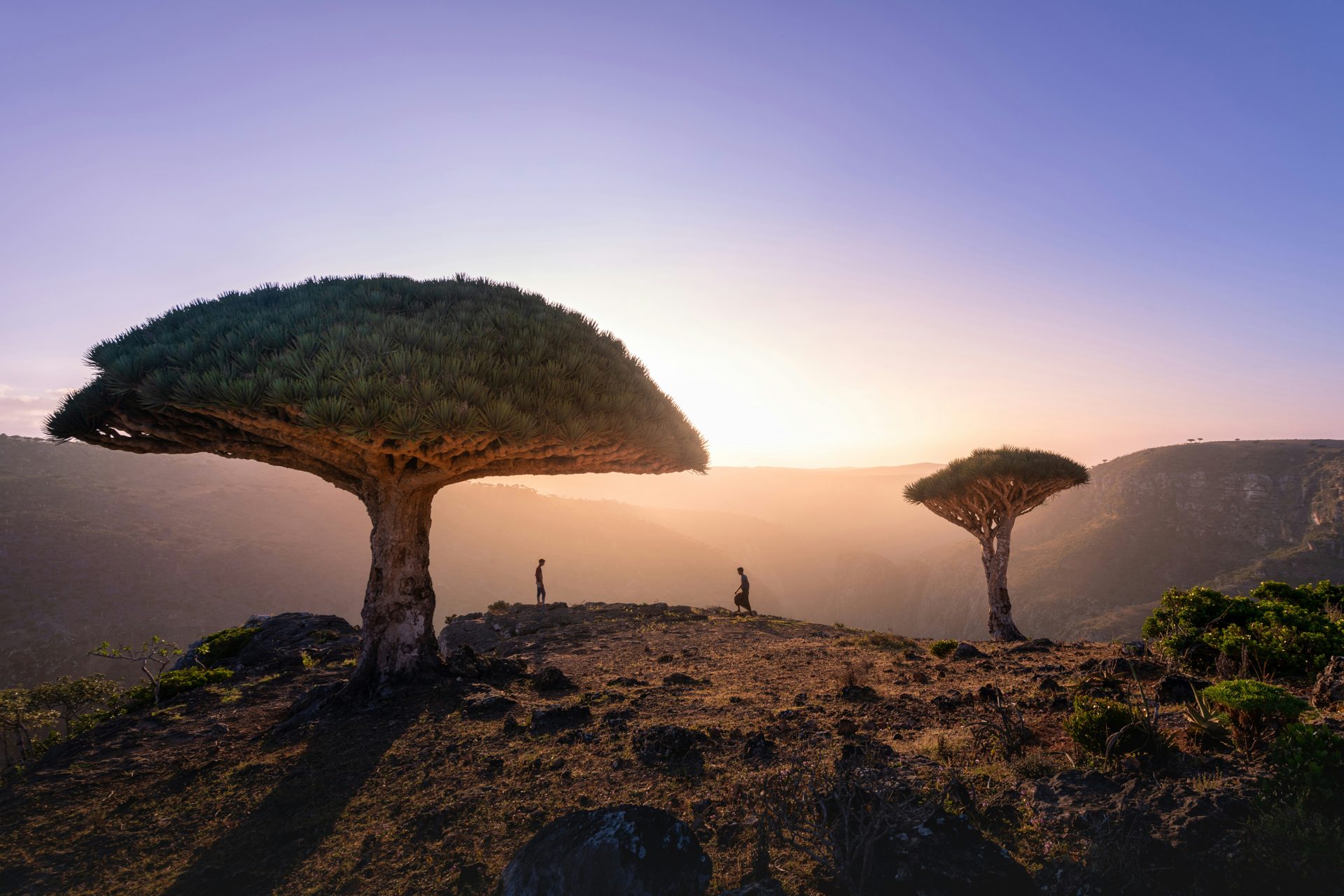 L'ile de Socotra