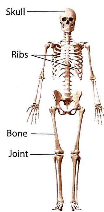 02._The_Human_Body_img_4