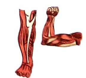 02._The_Human_Body_img_6