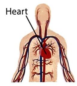 02._The_Human_Body_img_7
