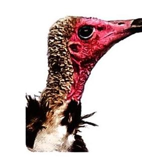 03._Animals_-_Birds_img_4