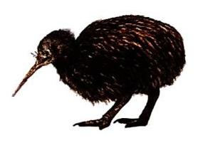 03._Animals_-_Birds_img_36