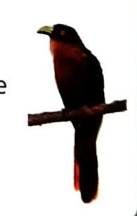 03._Animals_-_Birds_img_41