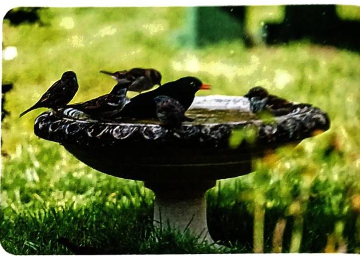 03._Animals_-_Birds_img_42