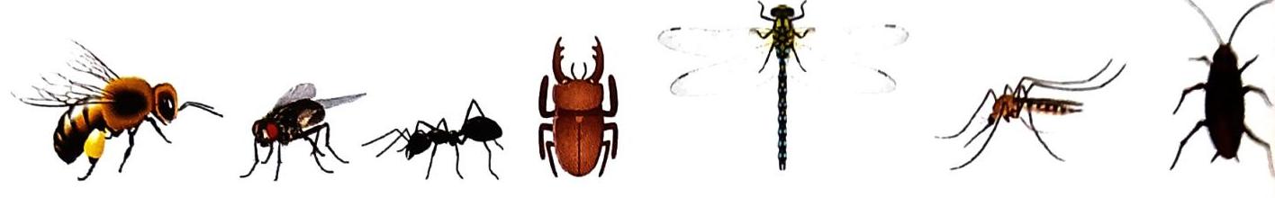 04._Animals_-_Common_Insects_img_1