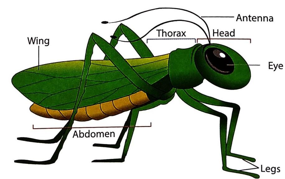 04._Animals_-_Common_Insects_img_3