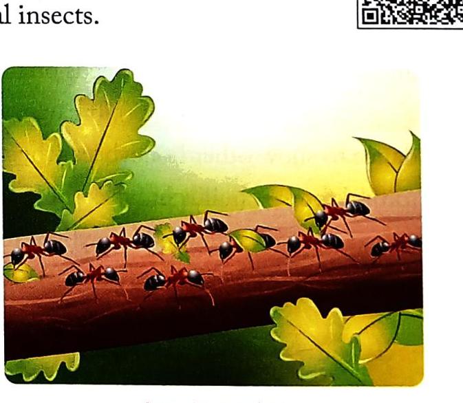 04._Animals_-_Common_Insects_img_6