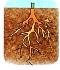 05._Plants_in_the_Surroundings_img_3