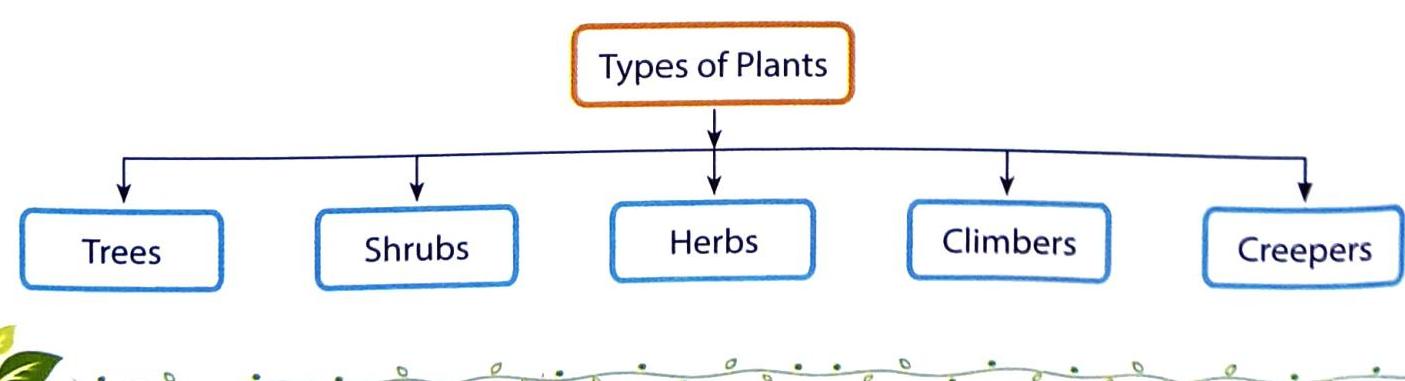 06._Food_We_Get_from_Plants_img_3