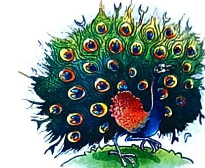 A peacock stands with its vibrant, fanned tail feathers displaying numerous eye spots. The bird has a blue body and neck, a reddish-orange chest, and is positioned on a green patch of ground.