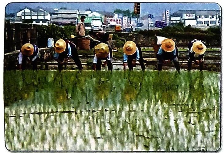 Farmers in conical hats plant rice in a flooded paddy field.