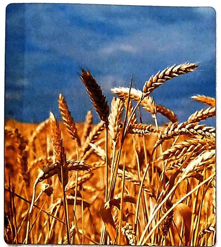 A field of ripe, golden wheat stalks dominates the foreground, set against a bright blue sky. The wheat heads are detailed and illuminated, suggesting a sunny day.