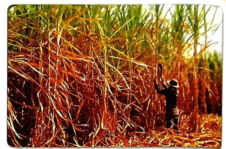 A person wearing a hat cuts tall, dense sugarcane stalks in a field, with dry leaves scattered on the ground.