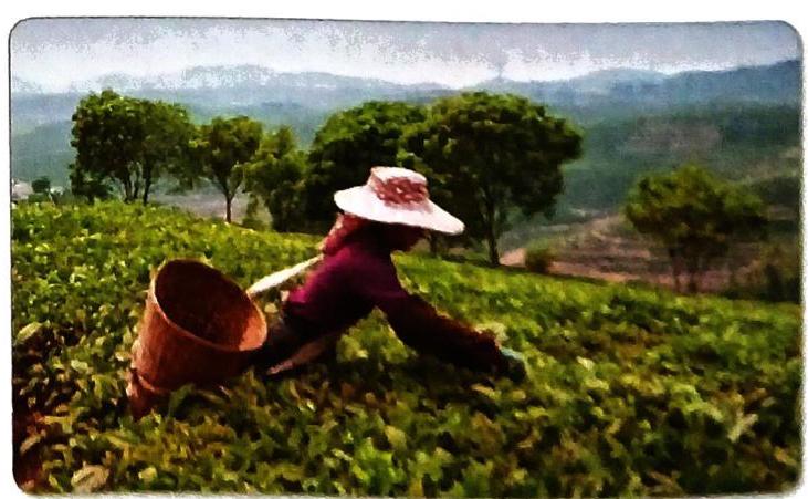 A person in a wide-brimmed hat picks leaves from a lush green field, with a woven basket resting nearby. The background reveals rolling hills and scattered trees under a hazy sky.