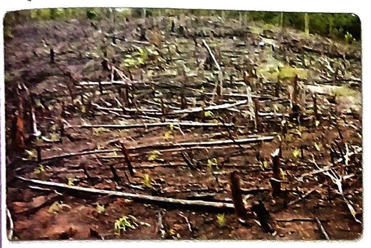 A devastated forest floor covered with scattered burnt logs, branches, and stumps, with sparse green vegetation emerging from the ground.