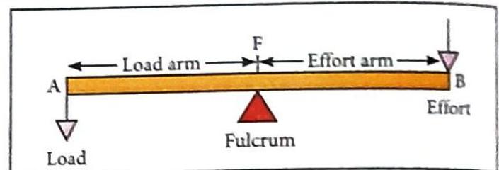 A horizontal lever is supported by a fulcrum. A load is applied downwards at point A, and the distance from the fulcrum to point A is the load arm. An effort is applied downwards at point B, and the distance from the fulcrum to point B is the effort arm. Point F is located above the fulcrum.