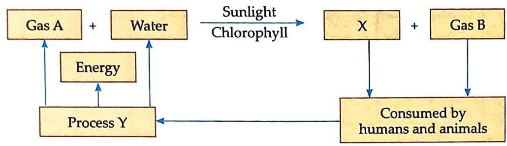 Gas A and Water, with Sunlight and Chlorophyll, produce X and Gas B. Humans and animals consume X and Gas B, which fuels Process Y. Process Y generates Energy and Gas A, and is connected to Water.