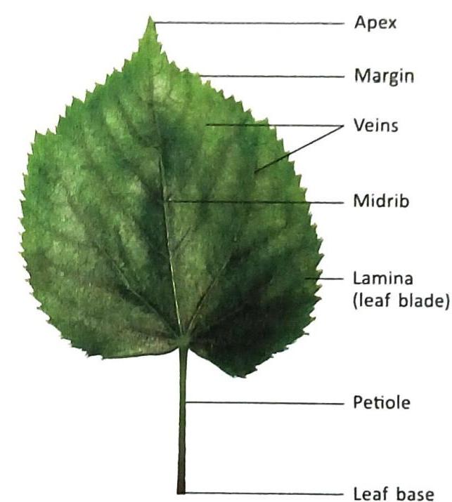 01._The_Leaf_img_5