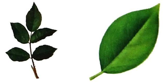 A stem with five dark green, serrated leaflets and a separate bright green, ovate leaf.
