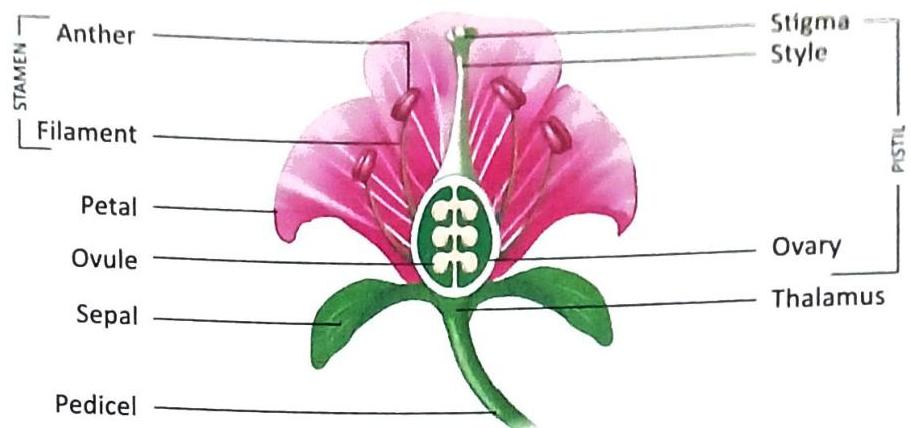 This is a diagram illustrating the anatomy of a flower in longitudinal section, with various parts labeled. The male reproductive organs, stamens, are shown with their anthers and filaments. The female reproductive organ, the pistil, is depicted with its stigma, style, and ovary containing ovules. Other labeled components include petals, sepals, thalamus, and pedicel.