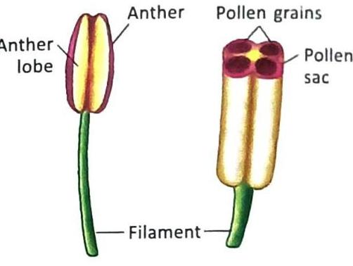 Two diagrams illustrate the stamen, the male reproductive organ of a flower. The left diagram shows an anther comprised of two lobes, supported by a filament. The right diagram details the anther's structure, revealing four pollen sacs filled with pollen grains.