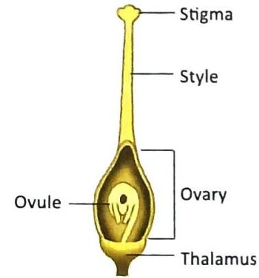 Diagram of a pistil, featuring a labeled stigma at the apex, a style, an ovary containing an ovule, and the thalamus at the base.