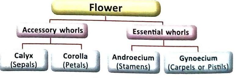 A diagram illustrating the components of a flower, categorized into accessory whorls (Calyx/Sepals and Corolla/Petals) and essential whorls (Androecium/Stamens and Gynoecium/Carpels or Pistils).