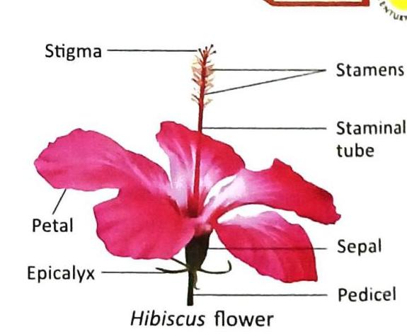 A diagram of a hibiscus flower with labeled parts including Stigma, Stamens, Staminal tube, Petal, Epicalyx, Sepal, and Pedicel.