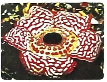 Five broad, fleshy petals are arranged in a circular pattern, predominantly red with irregular white blotches. The center of the flower forms a dark, open void. The background is dark and blurred.