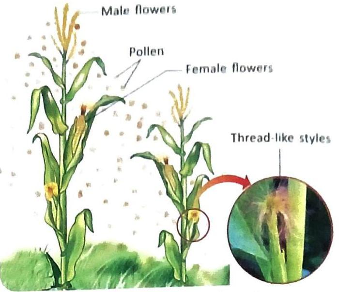 Two corn plants are shown. The taller plant has male flowers at its top, releasing pollen. The shorter plant has female flowers lower down, with a magnified view showing thread-like styles extending from them.