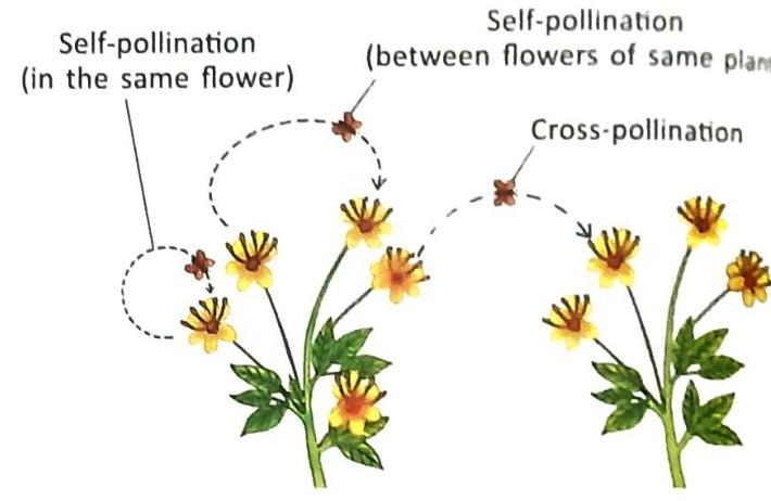 Left side depicts self-pollination, showing pollen transfer within a single flower and between flowers on the same plant via dashed arrows. Right side illustrates cross-pollination between flowers on different plants using similar dashed arrows. Small insect-like figures are depicted carrying pollen in both scenarios.